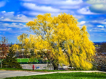 Willow Tree in Spring at Le Moyne